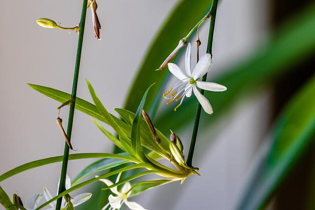 spider-plant-g3f23a2244_640.jpg