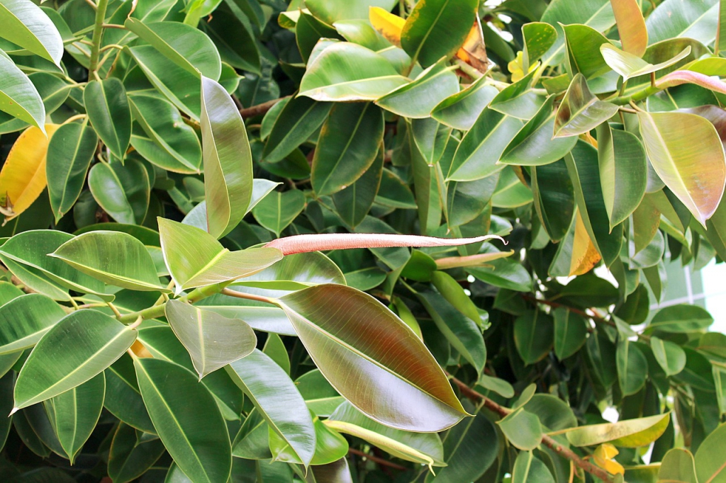 ficus-g034b61764_1280.jpg