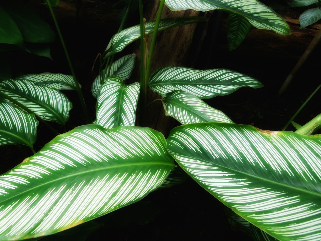 calathea-ornata-g799ebc34f_1280.jpg