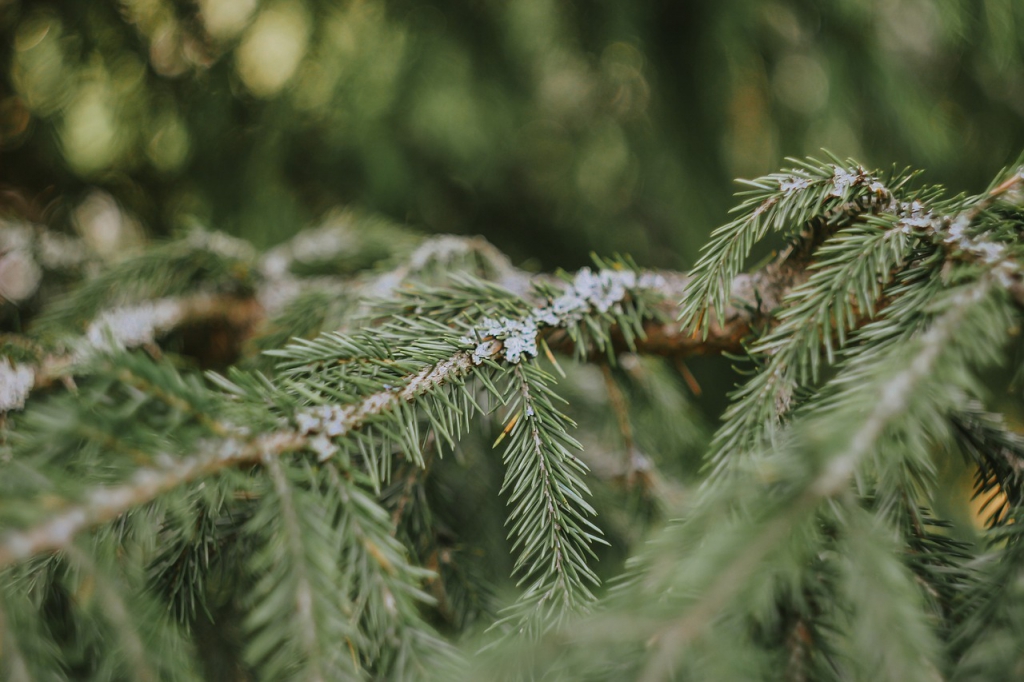 pine-g0da606ed5_1280.jpg