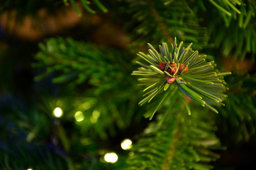 fir-tree-g3ba502a28_1280.jpg