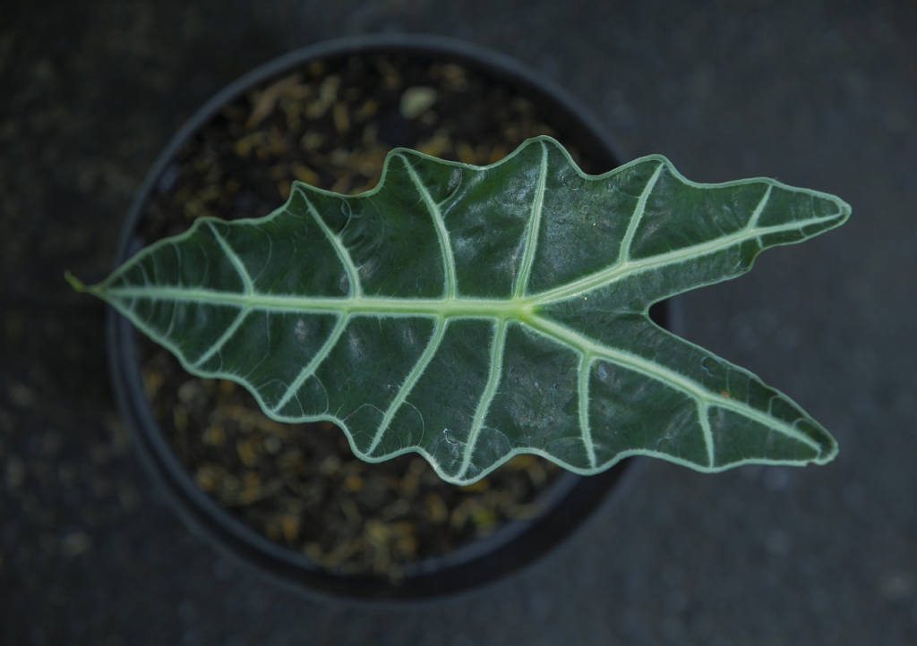 alocasia-leaf-g5c1419baa_1280.jpg