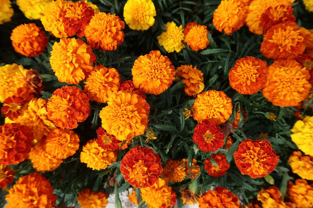 marigold-g0a4245734_1280.jpg