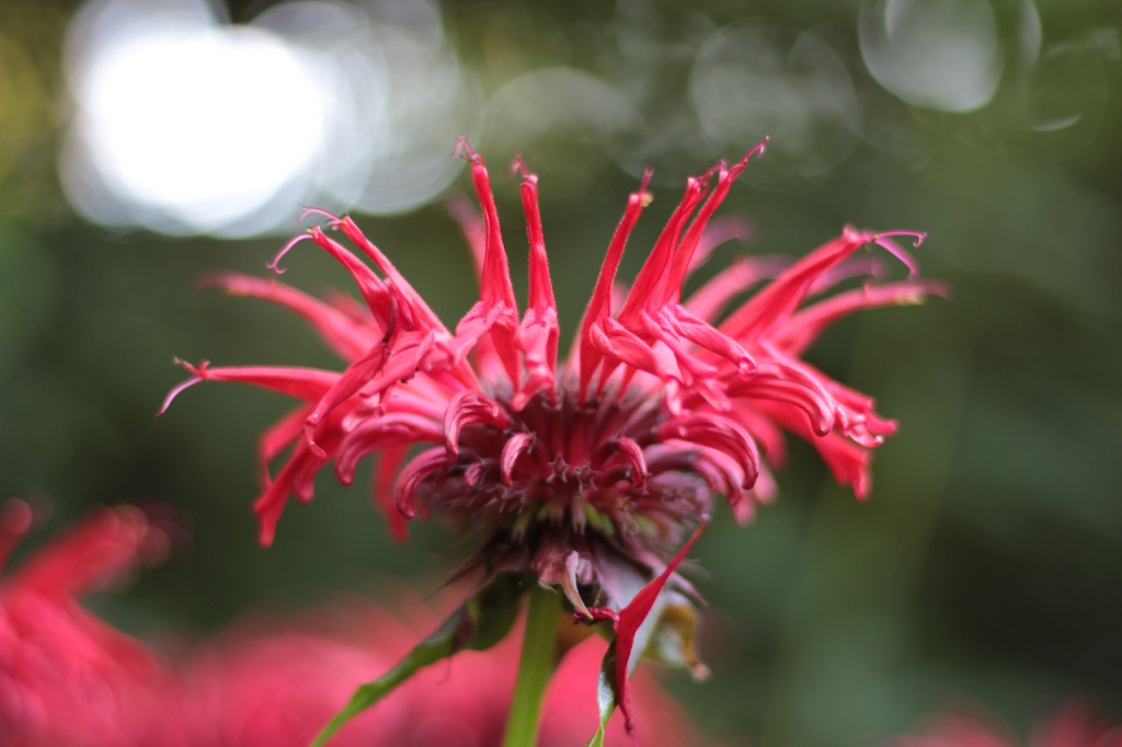 monarda-g0b95d9305_1280.jpg