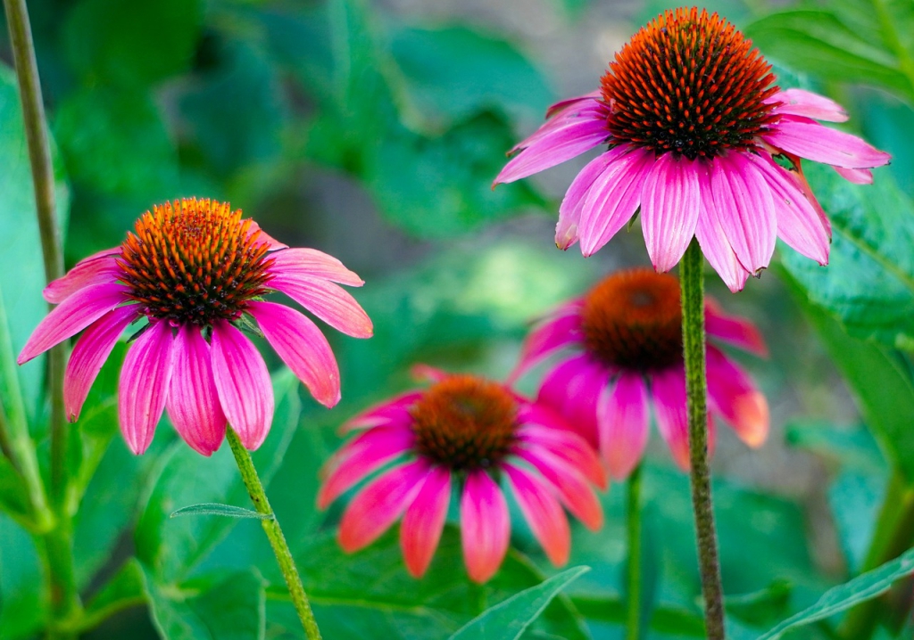 echinacea-gb0fd9028c_1280.jpg