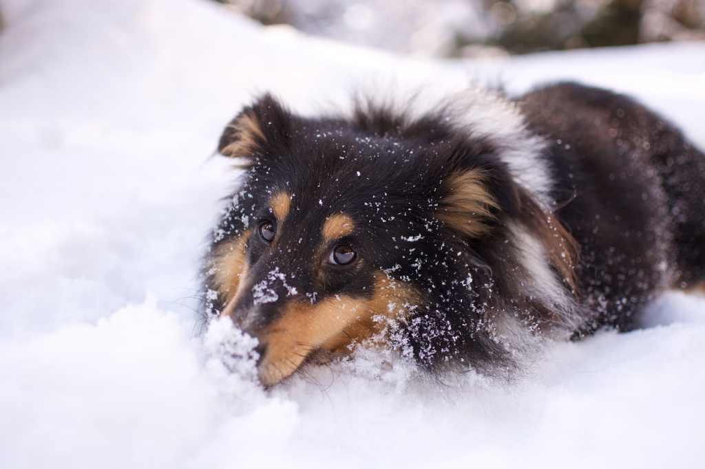 dog-walk-snow-6000001_1280.jpg