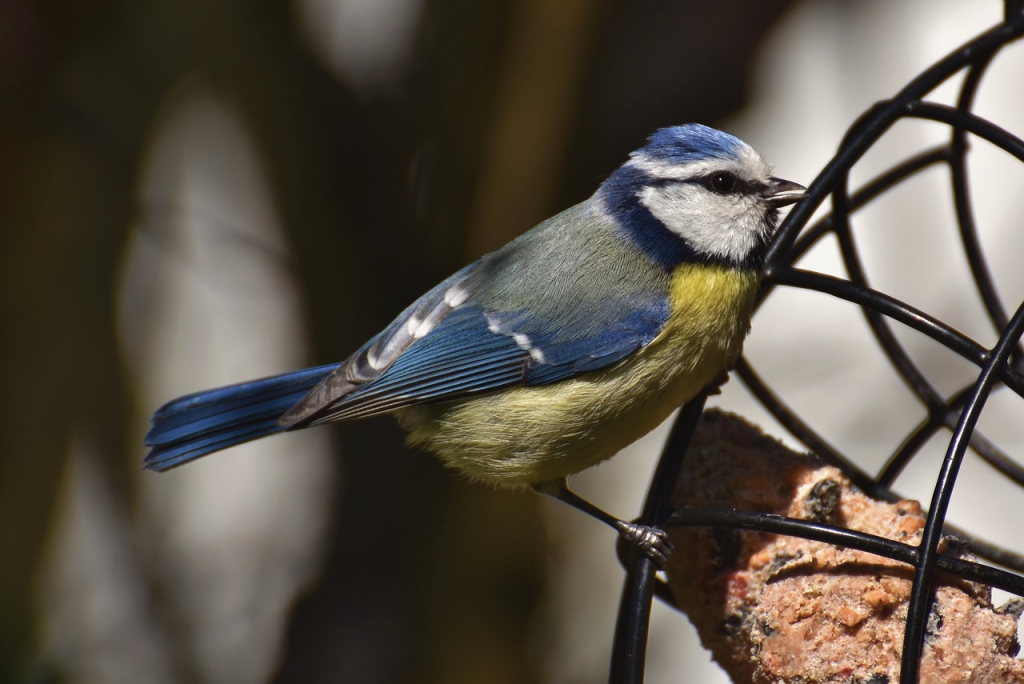 blue-tit-7264808_1280.jpg