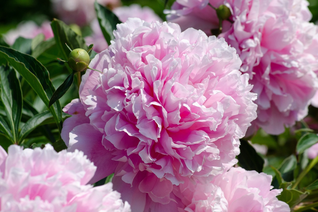 peony-4773996_1280.jpg