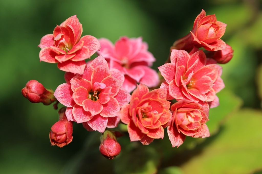 kalanchoe-4527249_1280.jpg