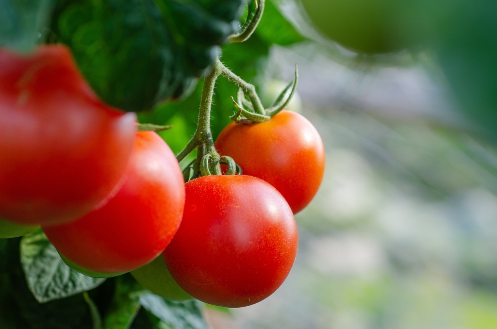 tomatoes-5566744_1280.jpg