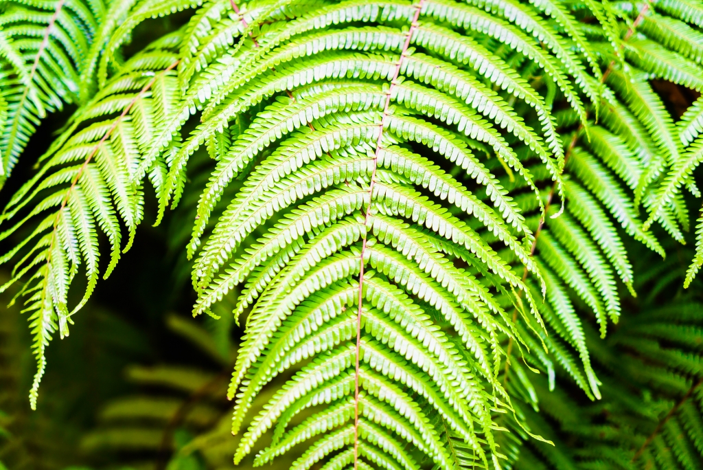 fern-leaf.jpg
