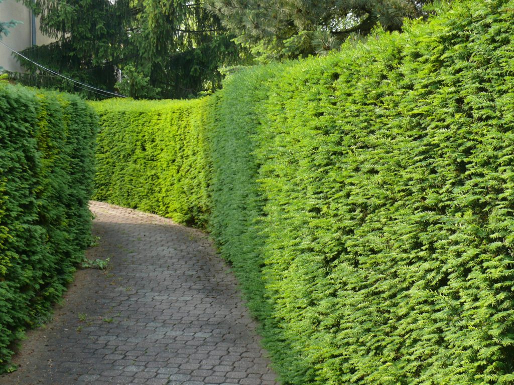 tuja_helyett_11_tiszafa_taxus_baccata_02-1024x768.jpg
