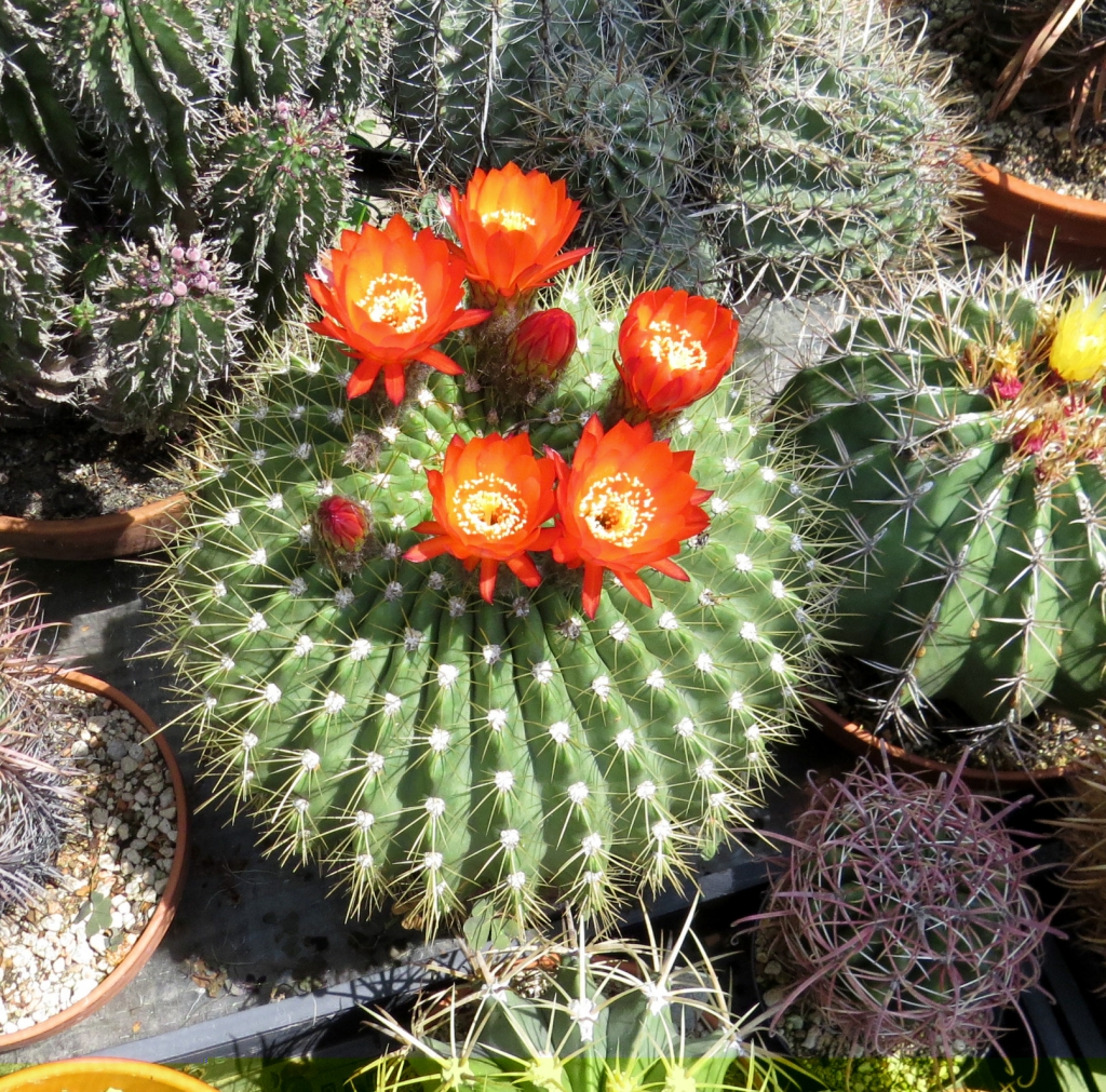 Echinopsis bruchii.JPG