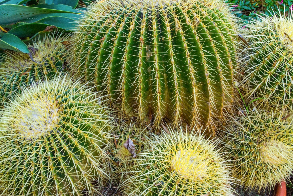 HERO_Worlds_Weirdest_Cacti_dreamstime_xl_41907803.jpg