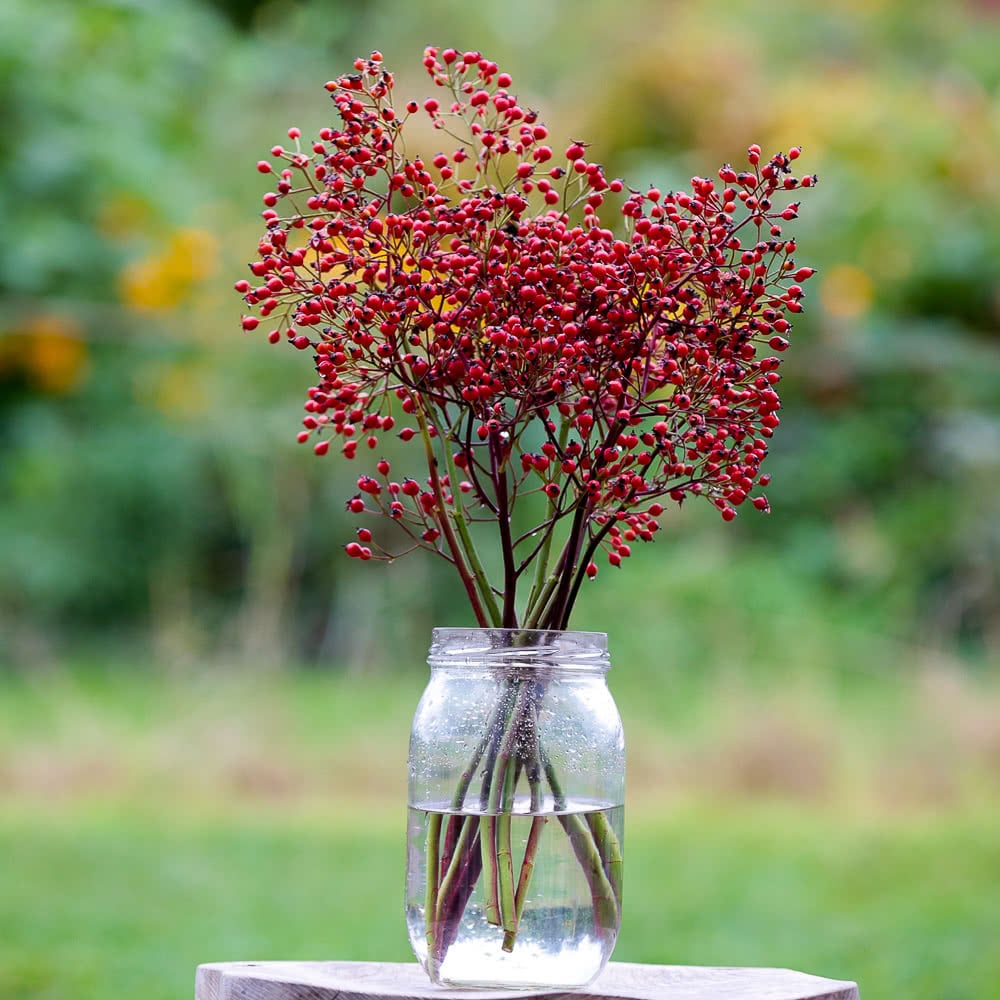 rose-hip-stems-1.jpg