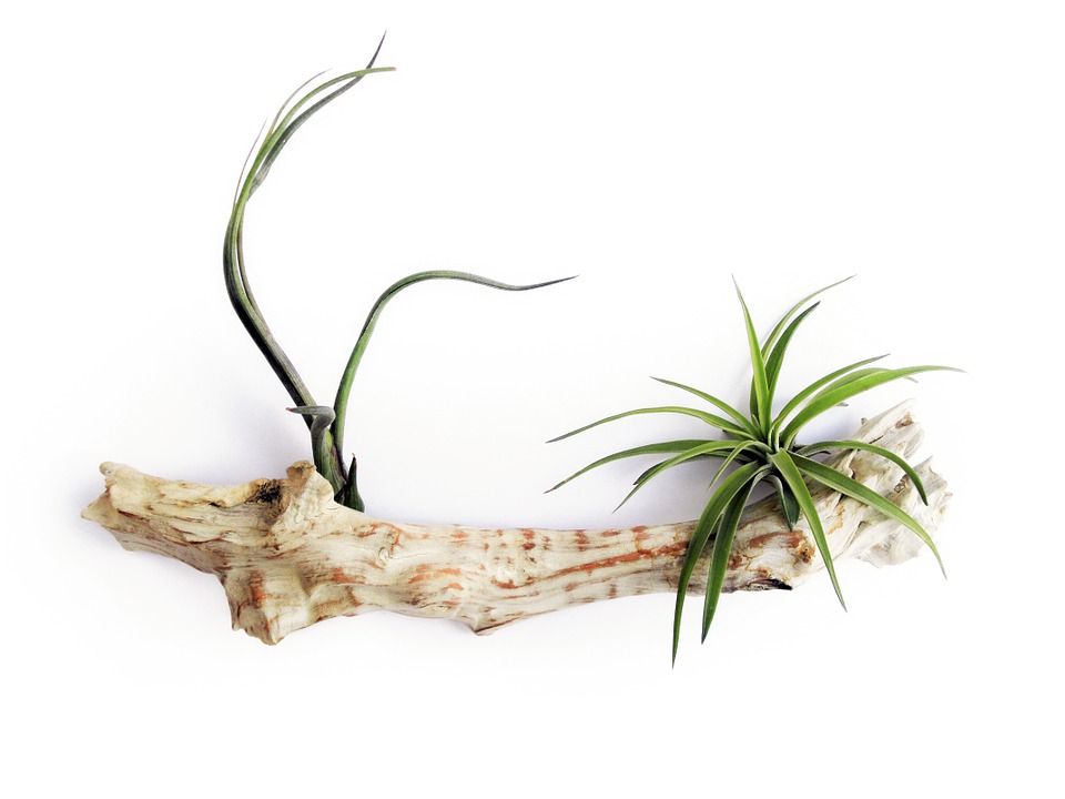 tillandsia-798636_960_720.jpg