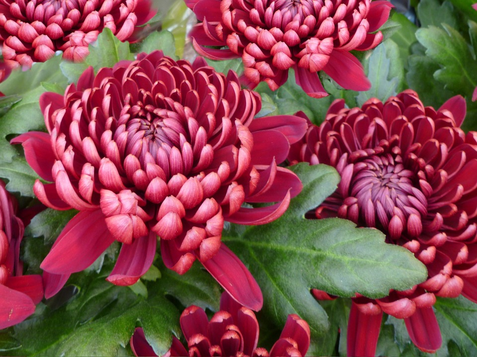 chrysanthemum-72684_960_720.jpg