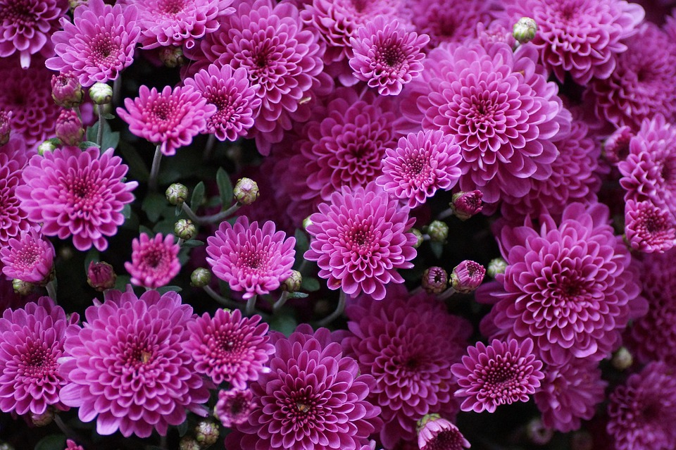 the-chrysanthemum-4459682_960_720.jpg