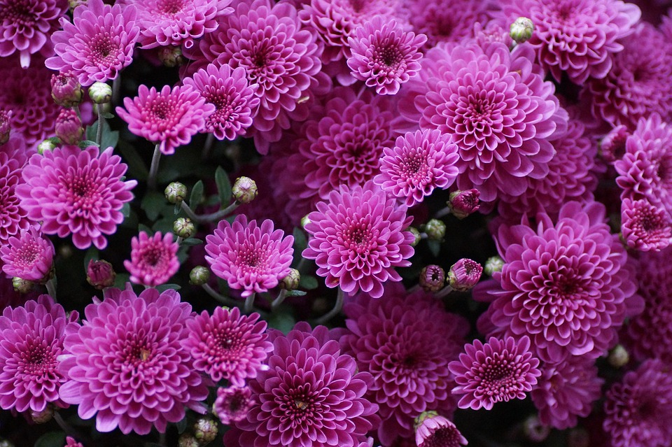 the-chrysanthemum-4459682_960_720.jpg