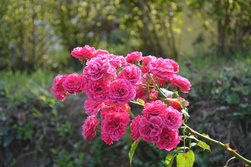 roses-2678765_960_720.jpg