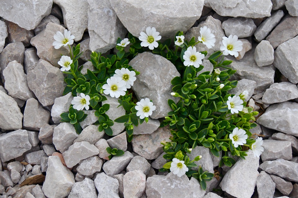 cerastium-1337756_960_720.jpg