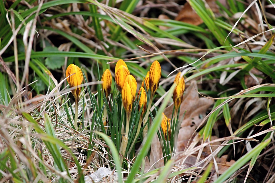 crocus-3140029_960_720.jpg