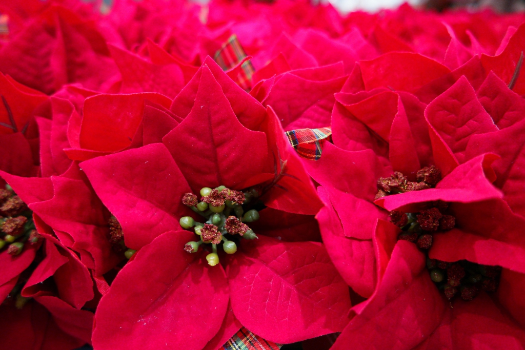 poinsettia-1153752_1920.jpg