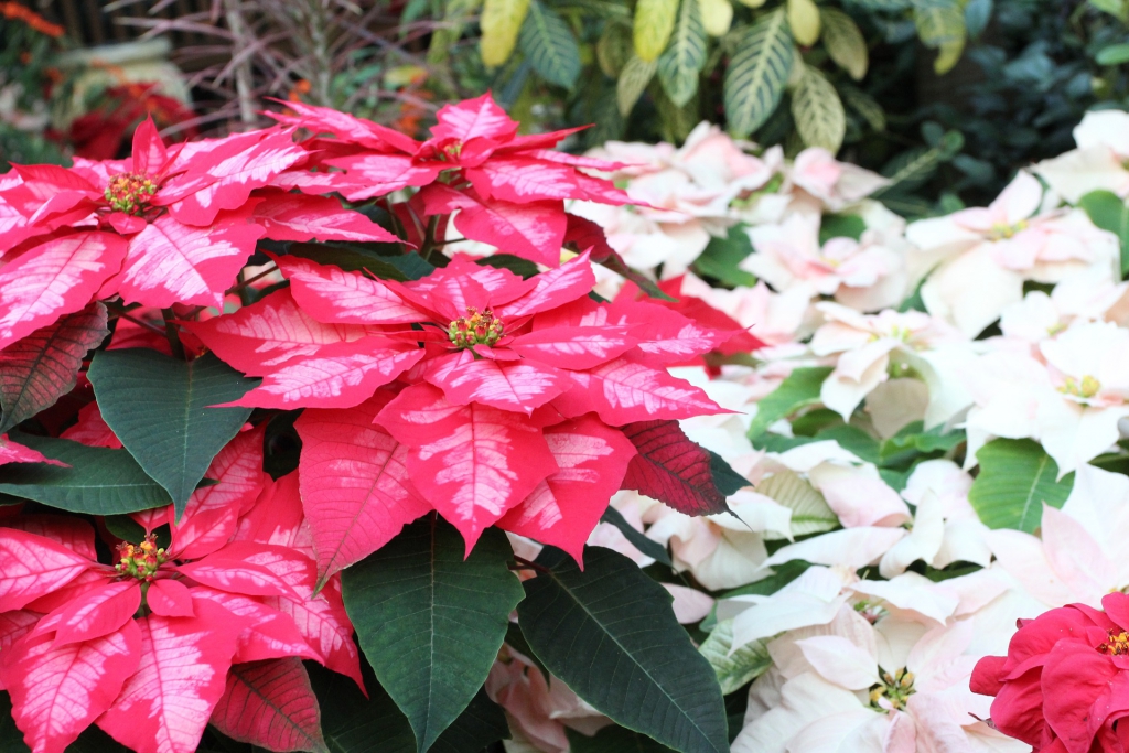 poinsettia-4384627_1920.jpg