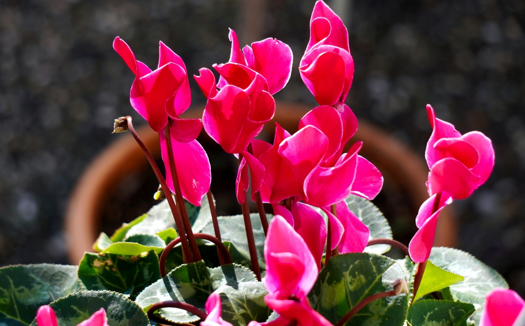 cyclamen-4561214_1920.jpg