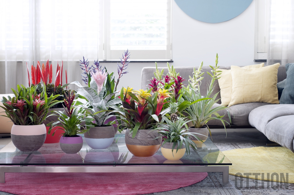 bburo_bromelia_4.jpg