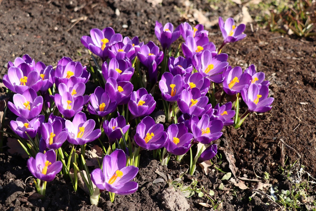 crocuses-4100769_1280.jpg