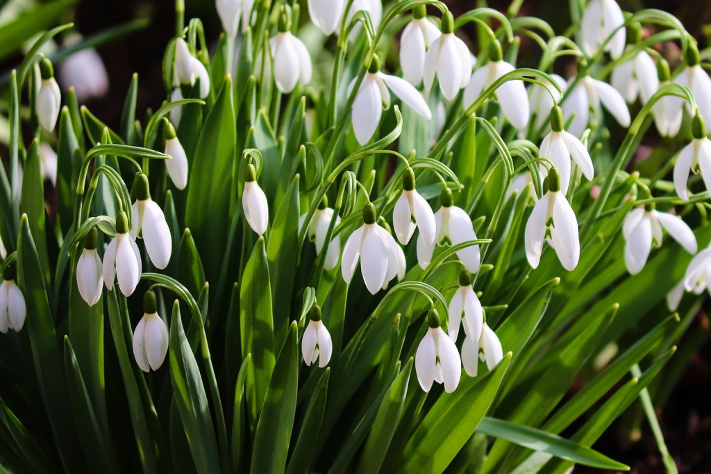 snowdrop-4781039_1280.jpg