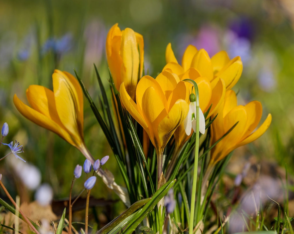 crocus-3181187_1280.jpg