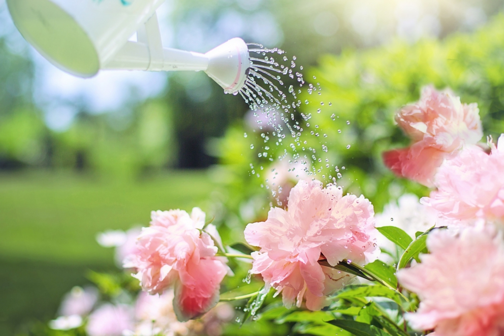 watering-2389940_1920.jpg