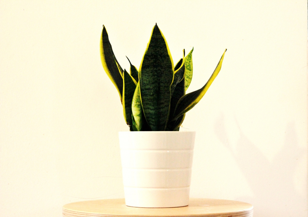sansevieria-2582056_1920.jpg