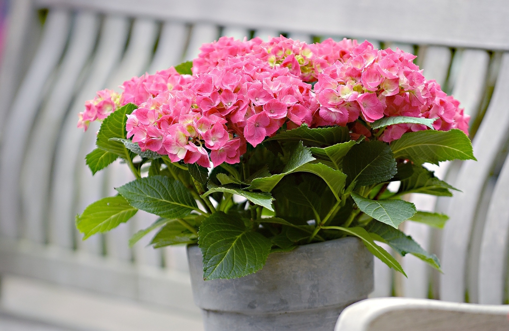 hydrangea-1159702_1920.jpg