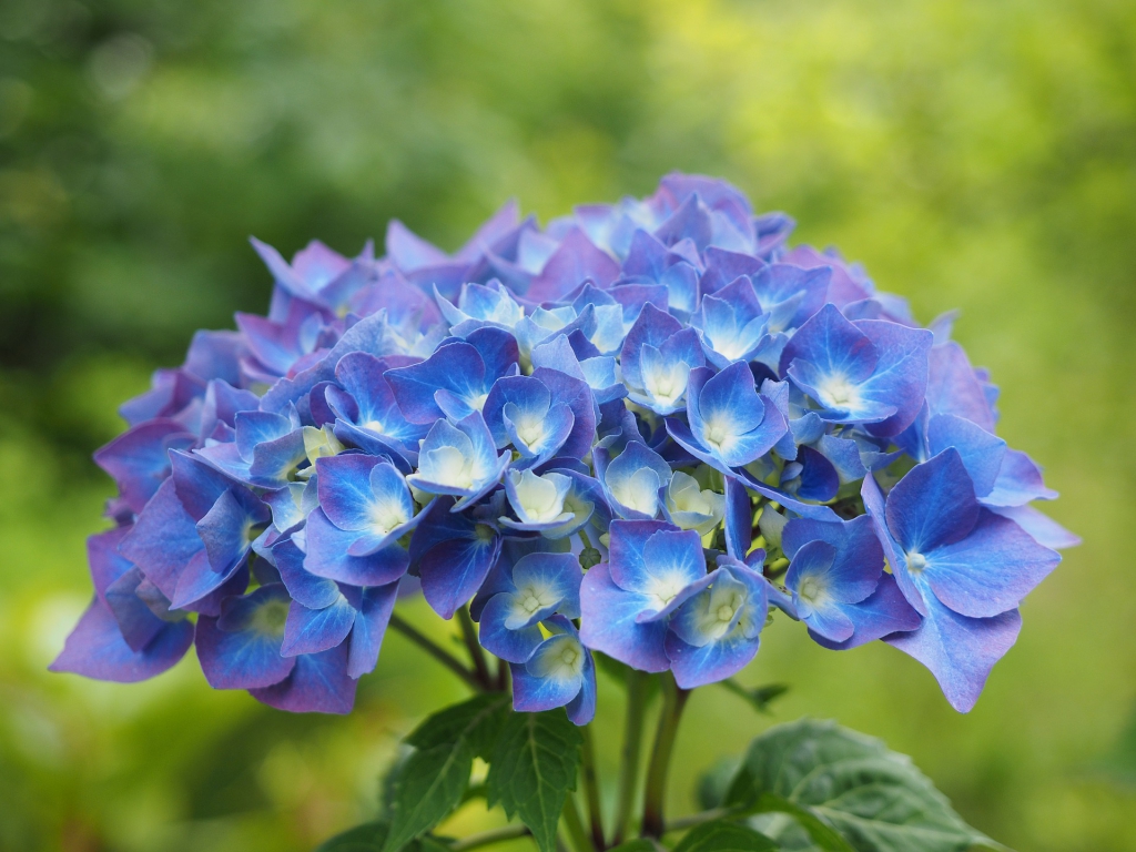 hydrangea-4134289_1920.jpg