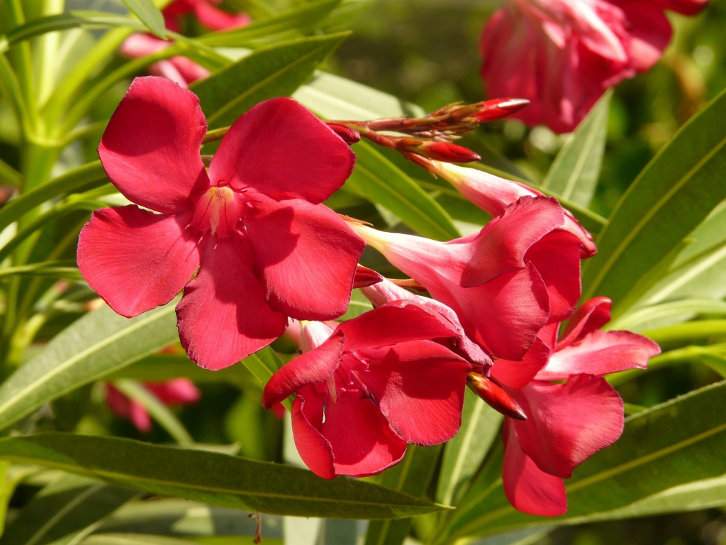 oleander-9189_1920.jpg