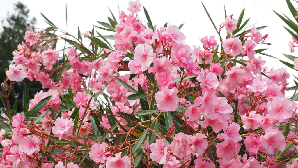 oleander-1521526_1920.jpg