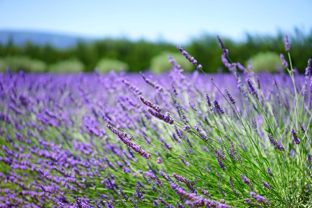 lavender-1595486_1920.jpg