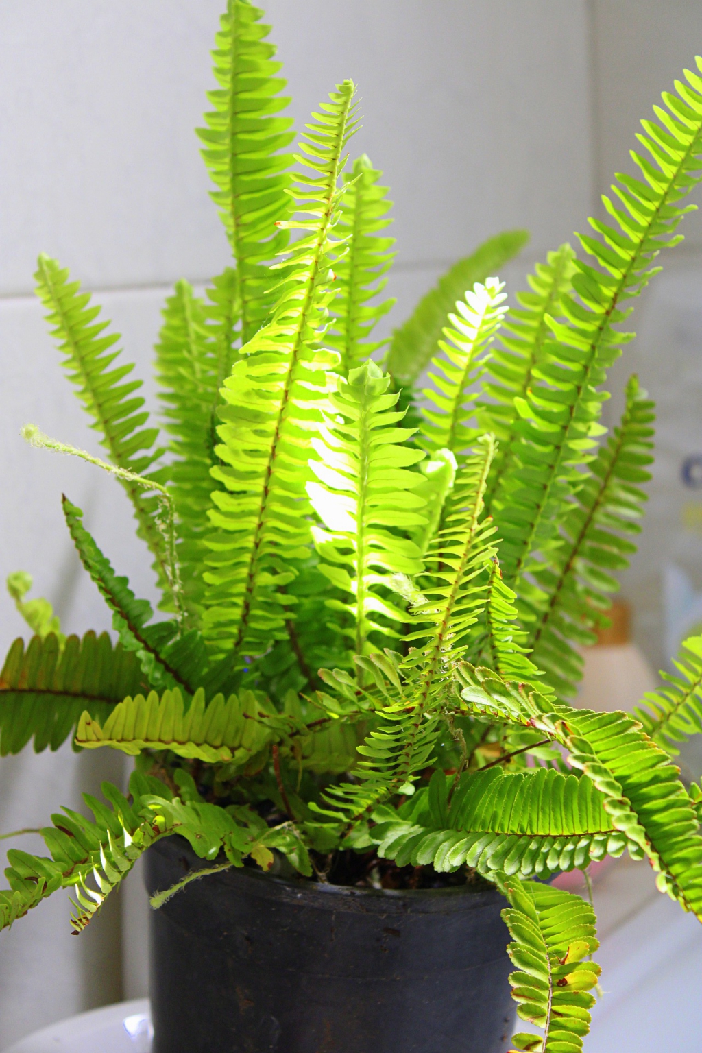 boston-fern-5114414_1920 (1).jpg