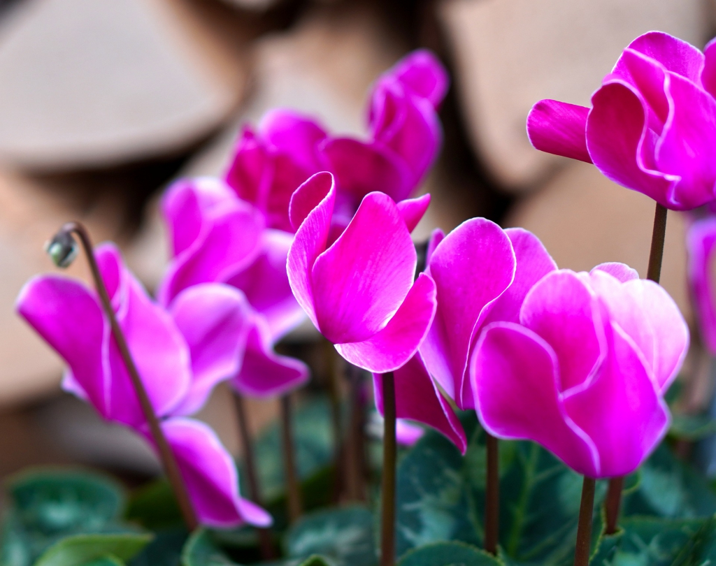 cyclamen-4482883_1920.jpg