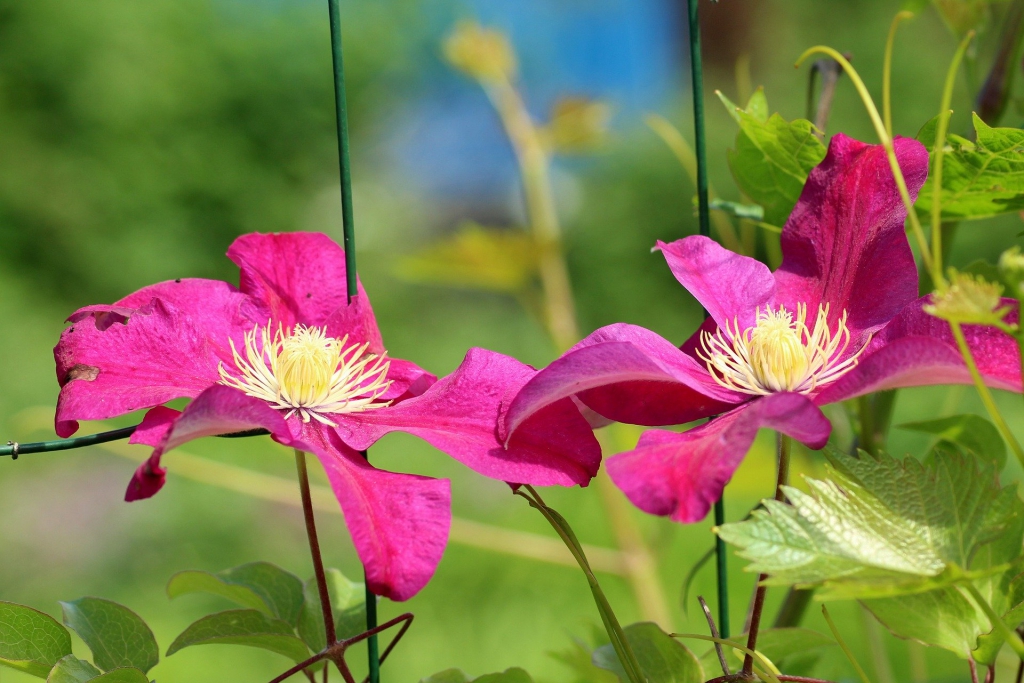 clematis-4247203_1920.jpg