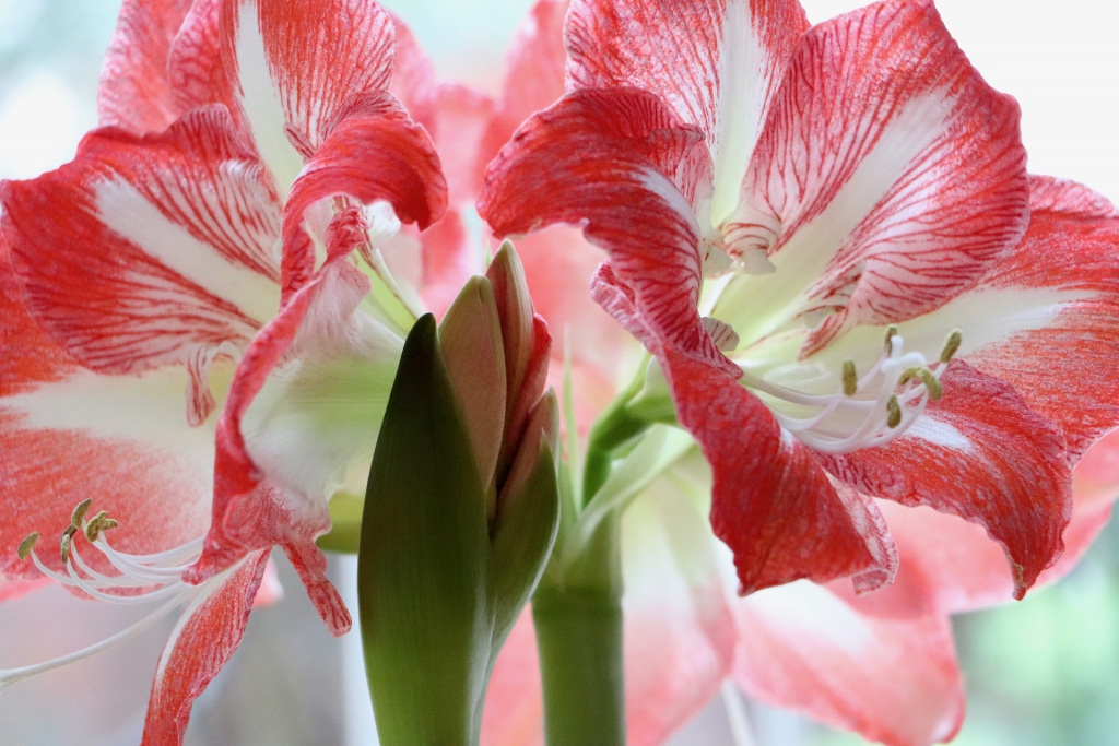 amaryllis-4777679_1920.jpg