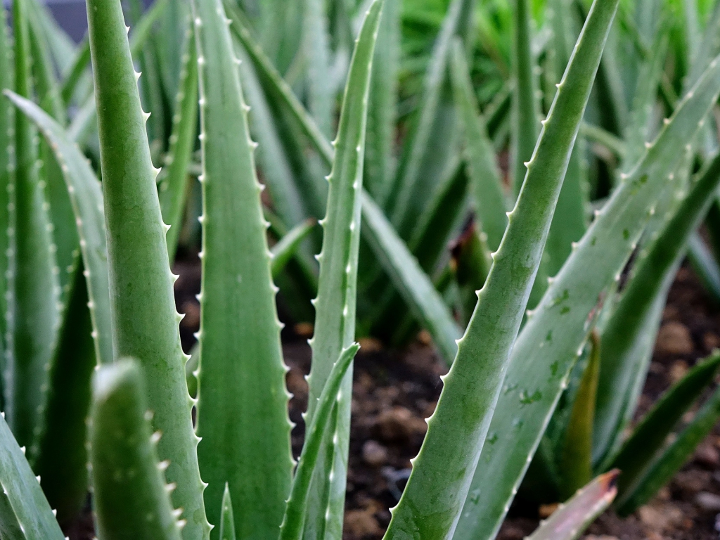 aloe-vera-2690259_1920.jpg