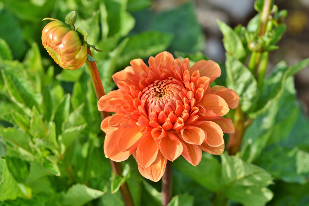 dahlia-3540835_1920.jpg