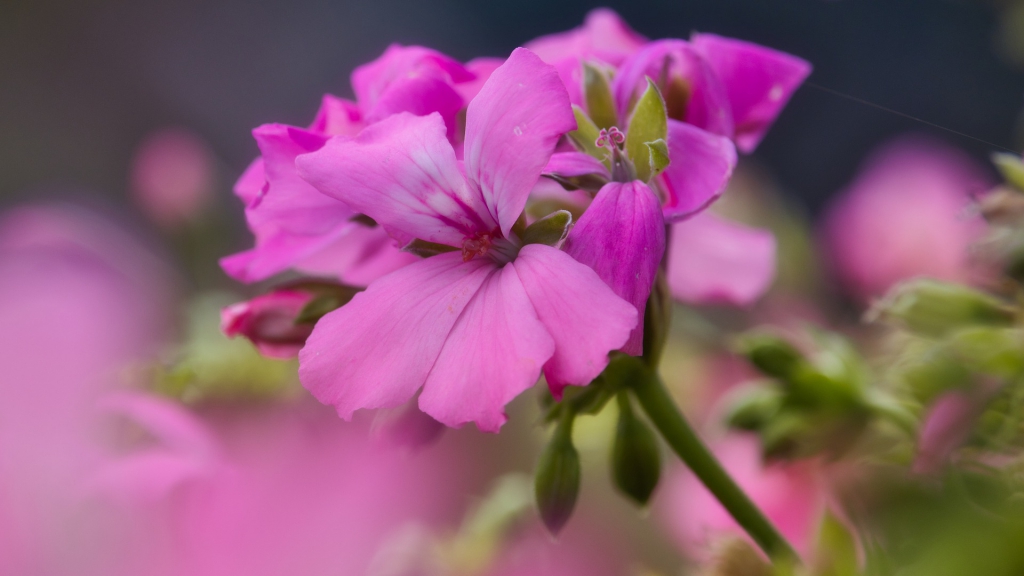 geranium-3719819_1920.jpg