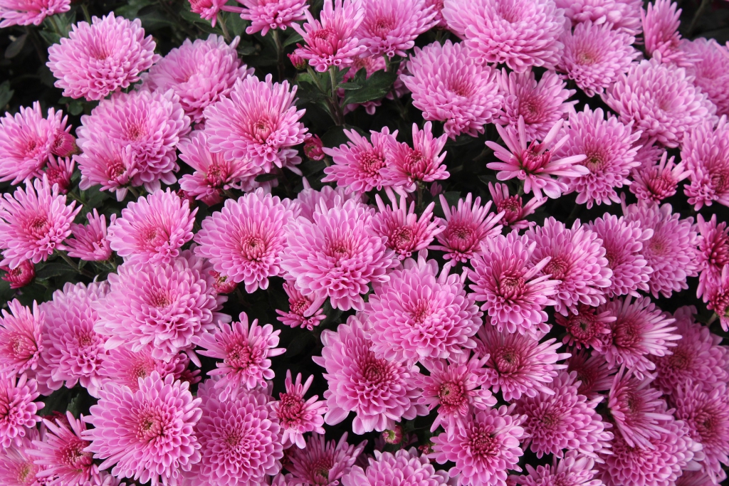 chrysanthemum-4585318_1920.jpg