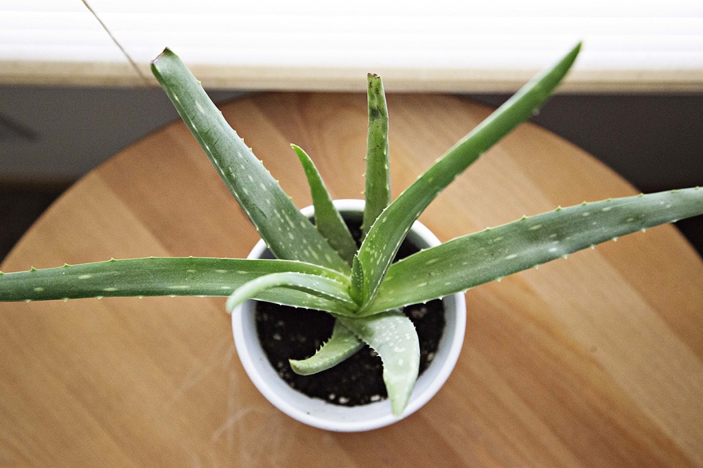 aloe.jpg