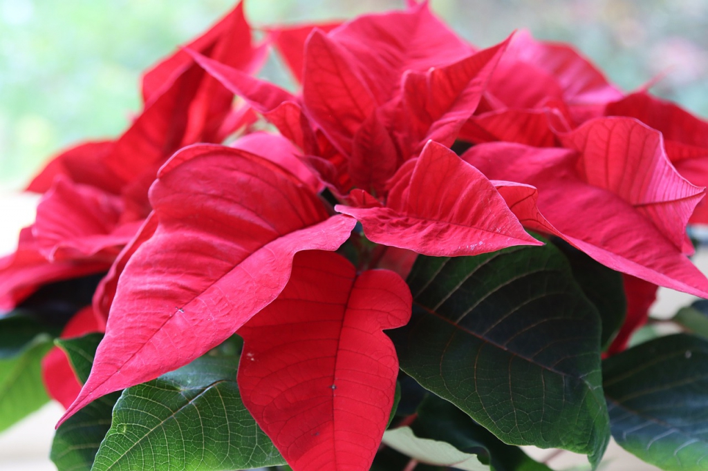 poinsettia-4648841_1280.jpg